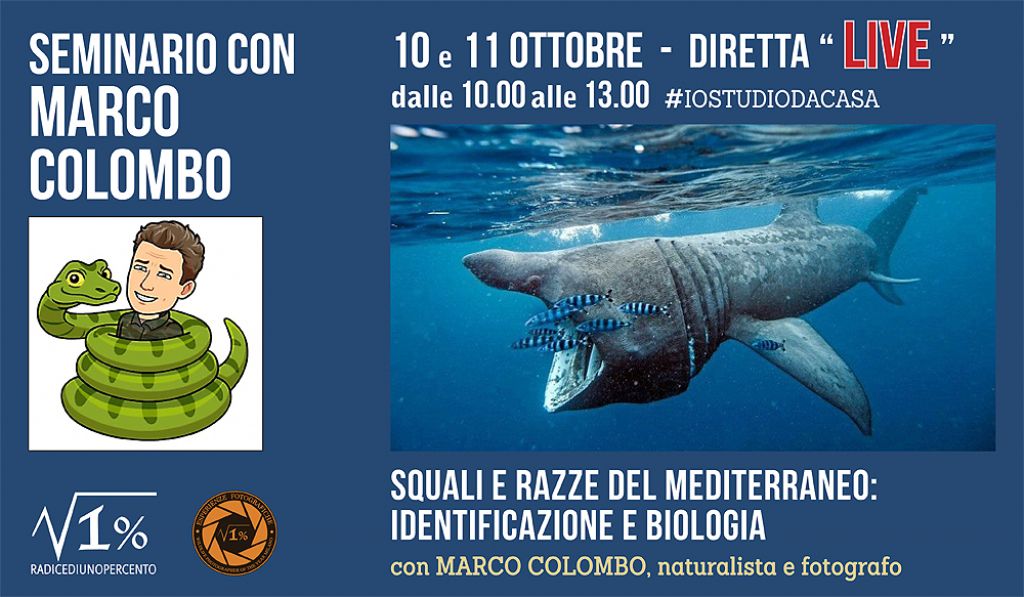 corso di biologia e identificazione: squali e razze del Mediterraneo